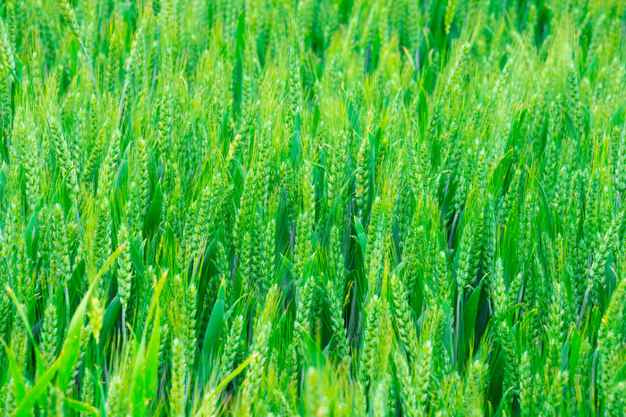 绿色麦穗麦田农作物图片