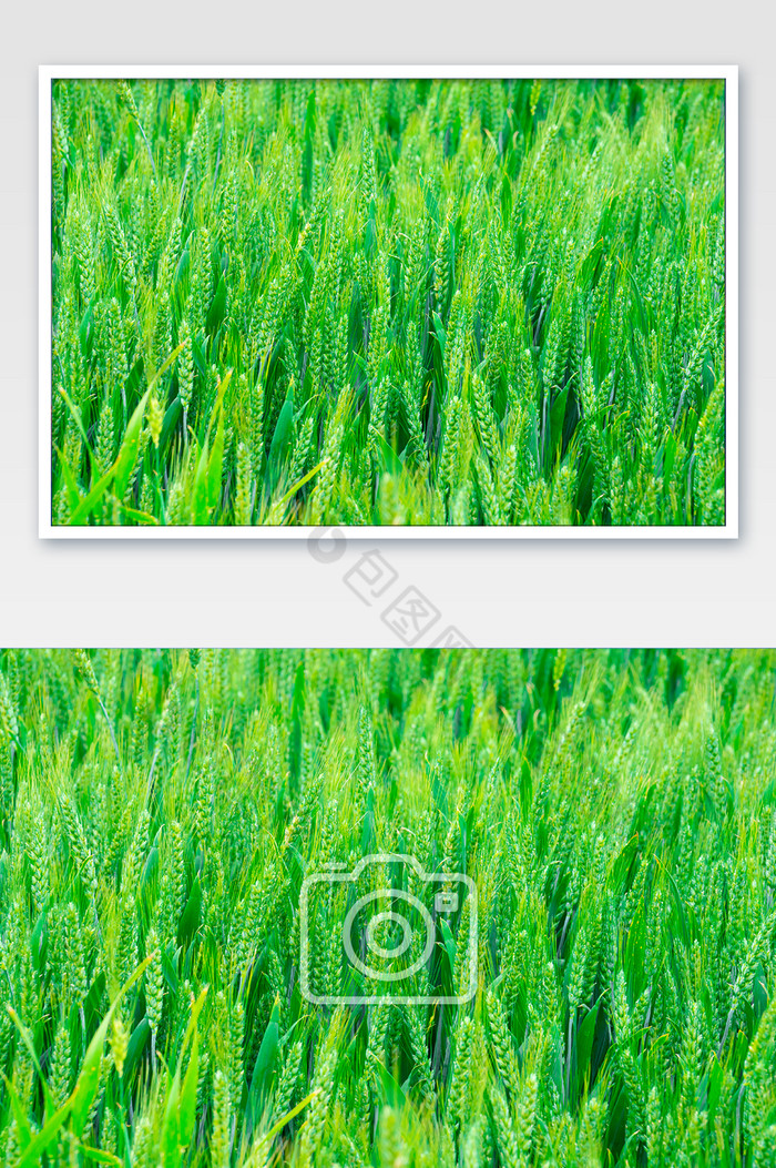 绿色麦穗麦田农作物图片图片