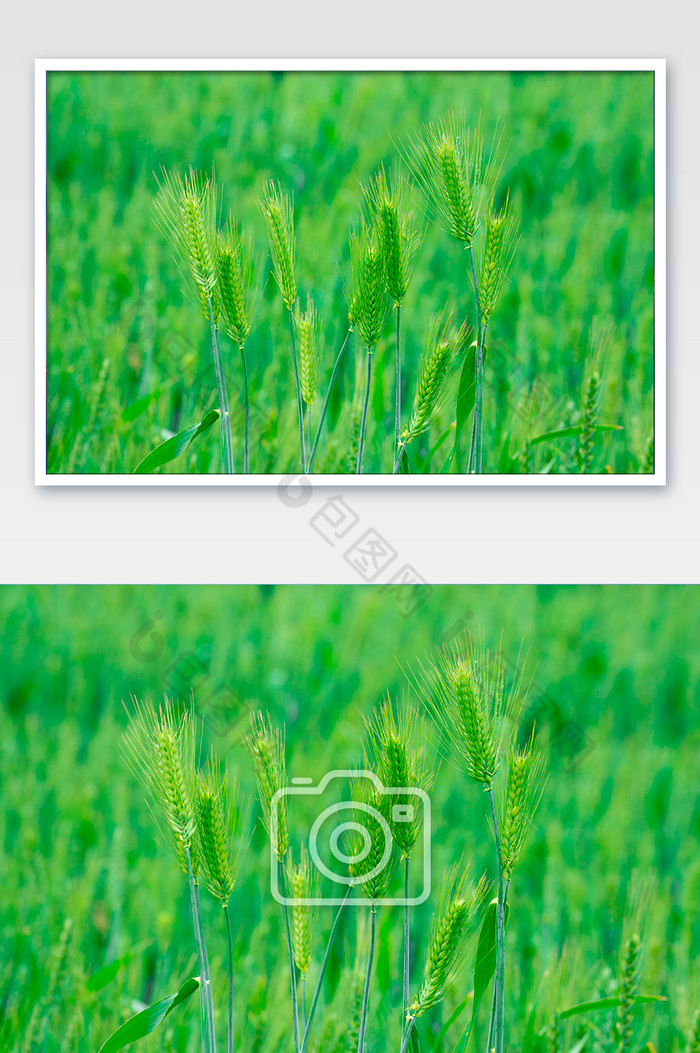 农作物麦穗麦田绿植图片图片