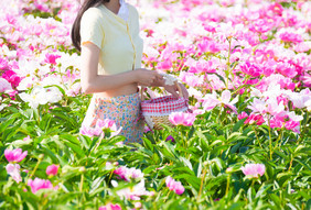 芍药花田粉红色花朵