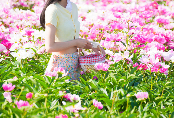 芍药花田粉红色花朵图片