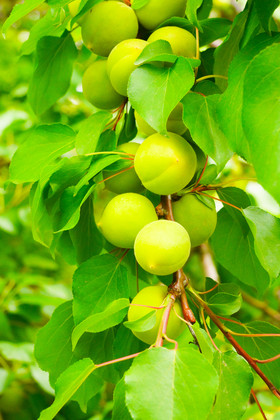 杏树杏子树枝树叶果实