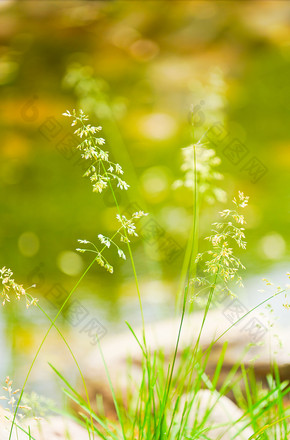 绿植绿叶植物草地户外夏天小清新绿色背景图片