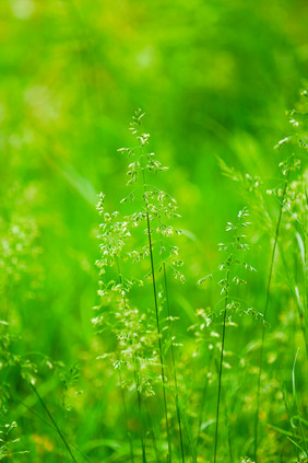 绿植绿叶植物草地夏天小清新绿色背景