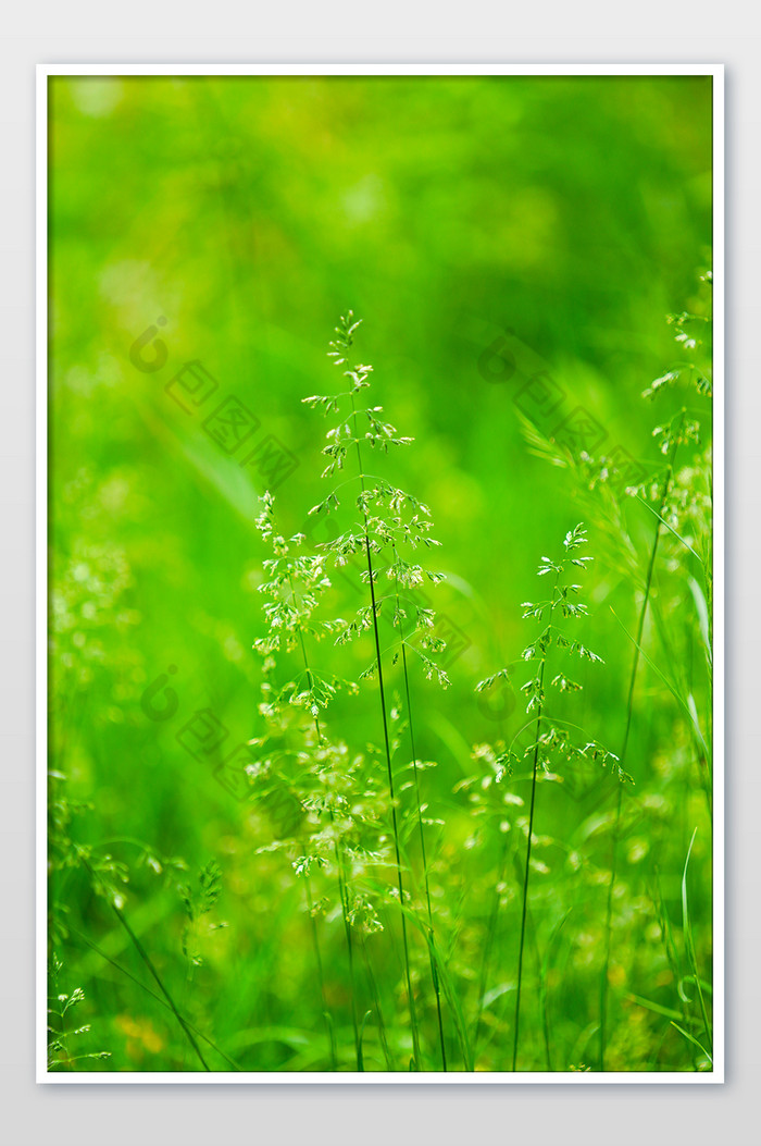 绿植绿叶植物草地夏天小清新绿色背景图片图片