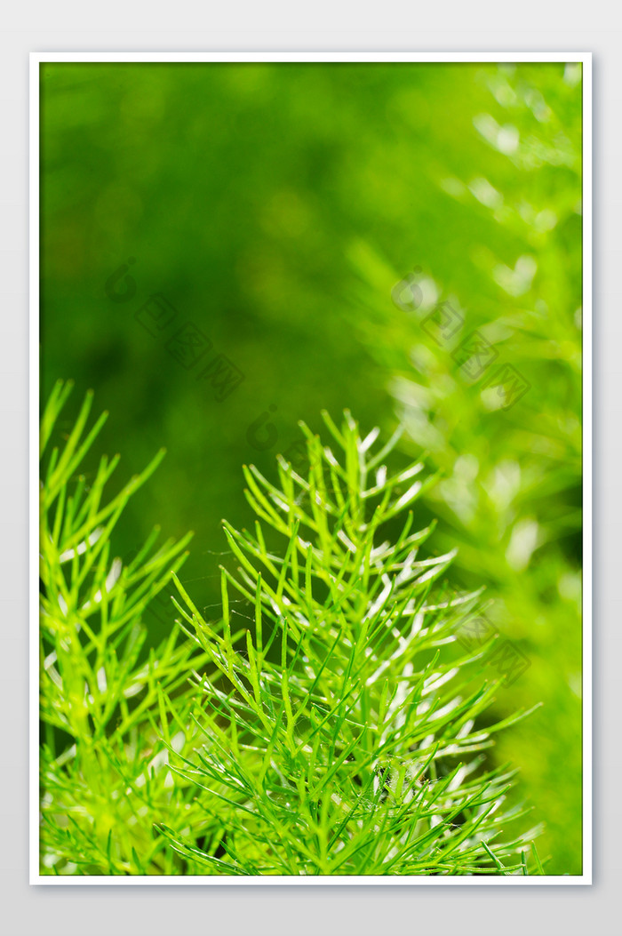 绿植绿叶植物草地乡村夏天绿色小清新背景