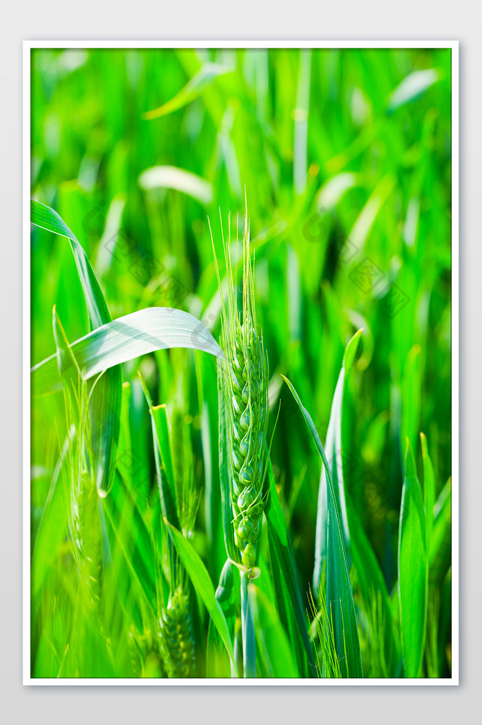 绿色麦穗麦子麦田图片图片