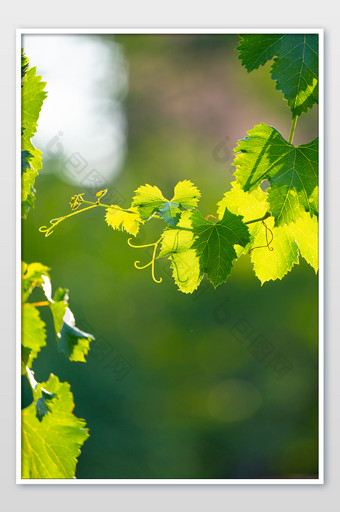 葡萄树葡萄藤绿植夏日绿色小清新背景图片