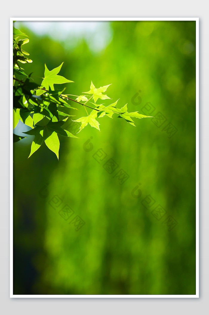 绿植树木树枝叶子枫叶夏日绿色小清新背景图片图片