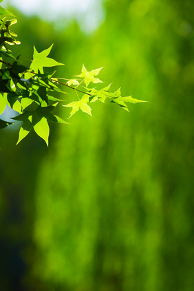 绿植树木树枝叶子枫叶夏日绿色小清新背景