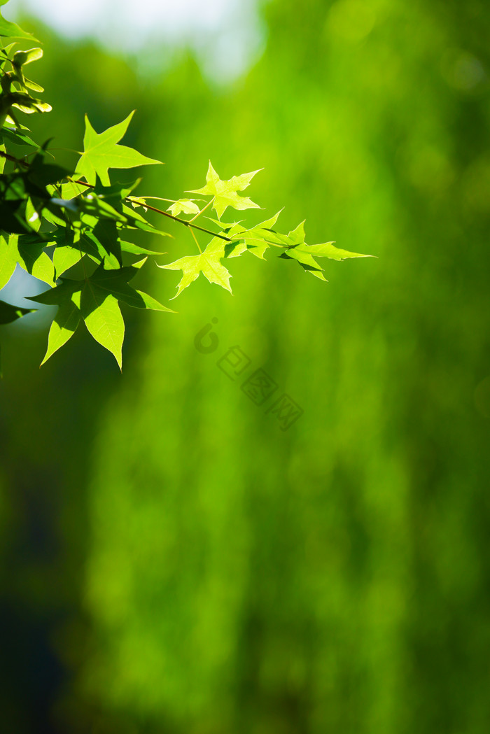 绿植树木树枝叶子枫叶夏日绿色小清新背景图片