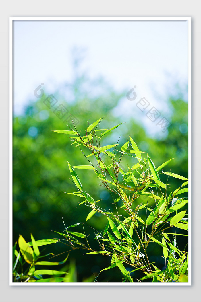 绿植树木树枝叶子竹叶竹子夏日绿色小清新