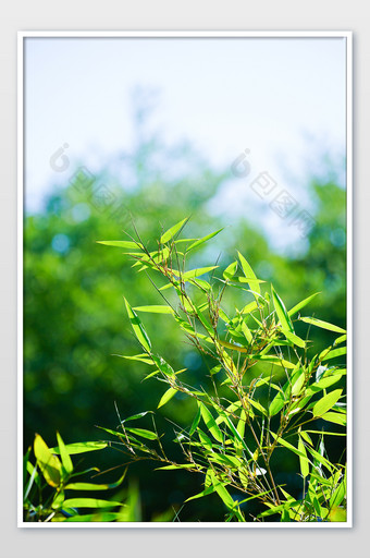 绿植树木树枝叶子竹叶竹子夏日绿色小清新图片