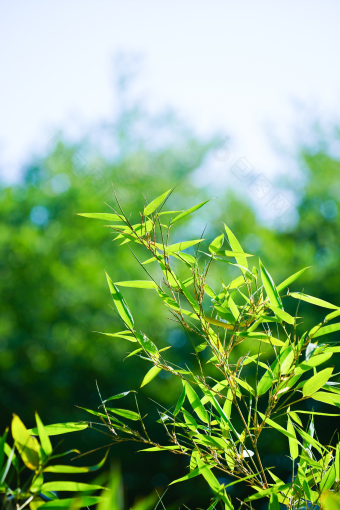 绿植树木树枝叶子竹叶竹子夏日