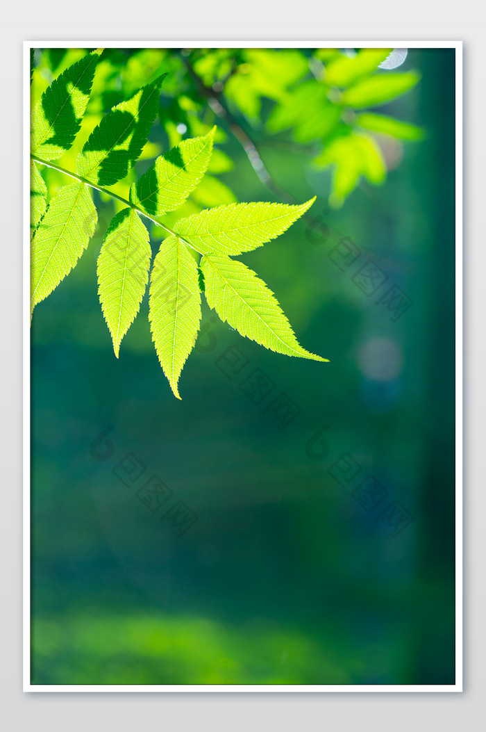 绿植树木树枝叶子绿叶夏日绿色小清新背景图片图片