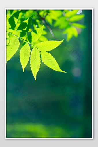 绿植树木树枝叶子绿叶夏日绿色小清新背景图片