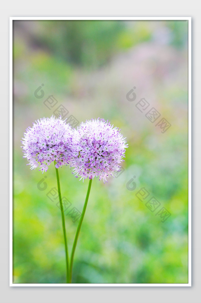 花草田间紫色花朵夏日小清新背景图片图片