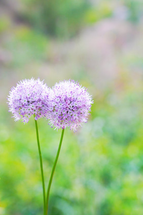 花草田间紫色花朵夏日小清新背景