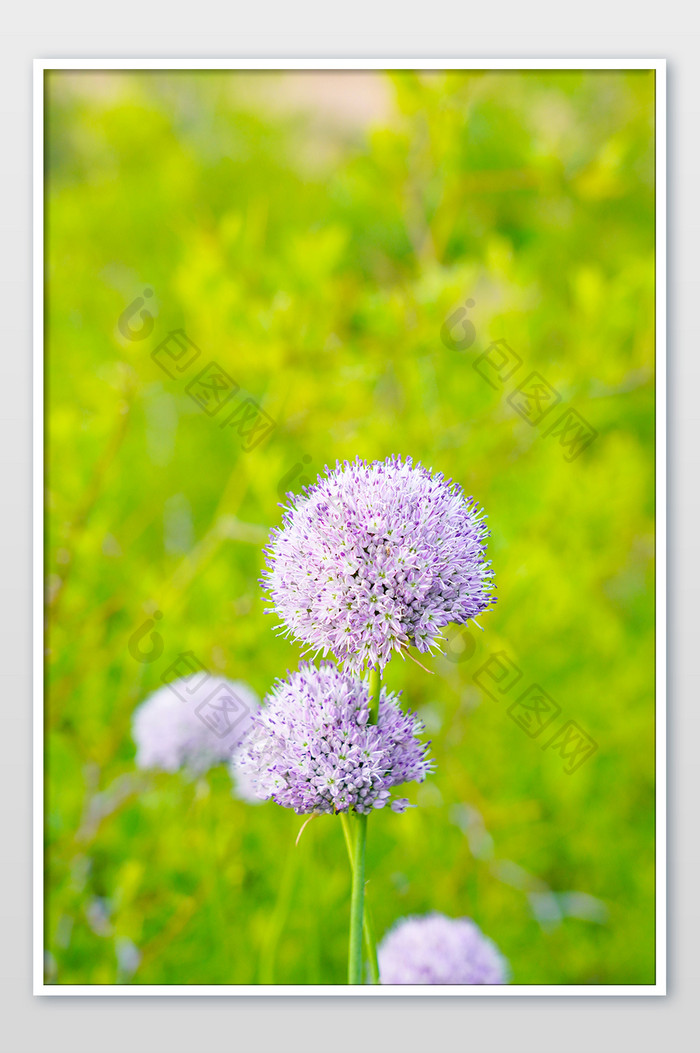 田间紫色小野花草坪夏日小清新背景