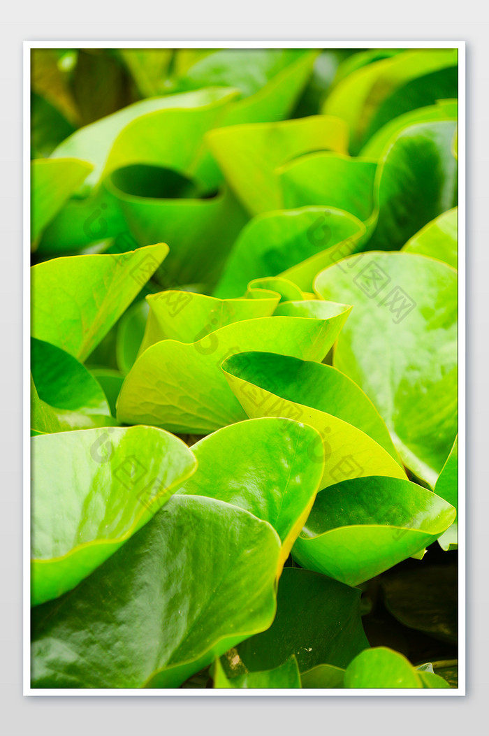 夏季植物绿色荷叶夏天绿色小清新背景图片图片
