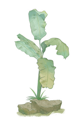 处暑节气芭蕉树插画