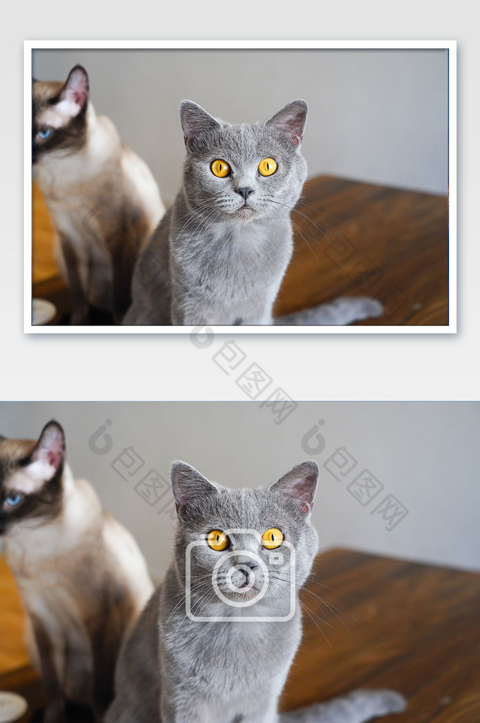 灰猫宠物猫猫咪猫咖蓝猫英短图片图片