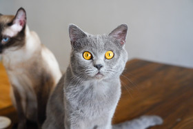 灰猫宠物猫猫咪猫咖蓝猫英短