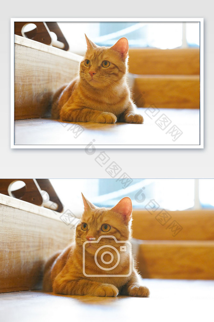 黄猫宠物猫猫咪猫咖橘猫摄影图