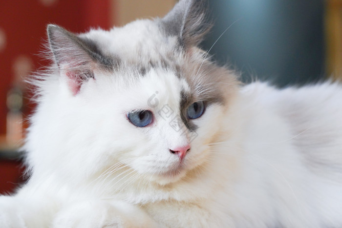 白猫宠物猫猫咪猫咖摄影图图片