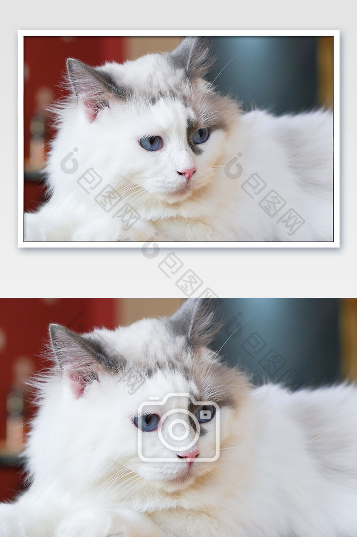 白猫宠物猫猫咪猫咖摄影图
