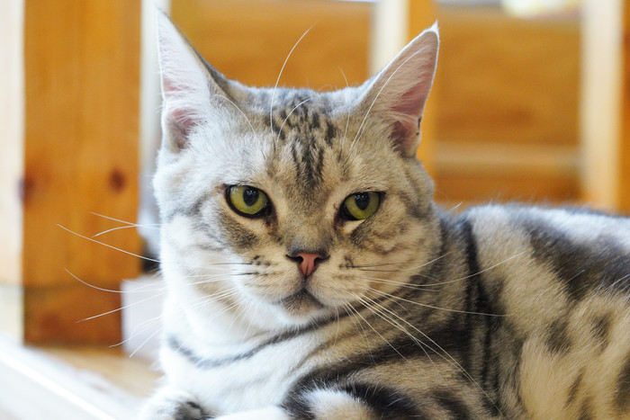 花猫宠物猫猫咪猫咖美短美国短毛猫摄影图图片