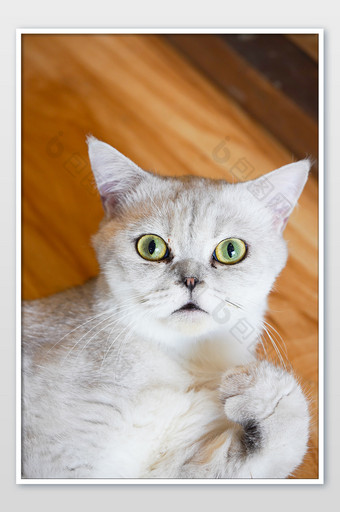 宠物猫脸部猫咖英短银渐层呆滞惊讶表情包图片