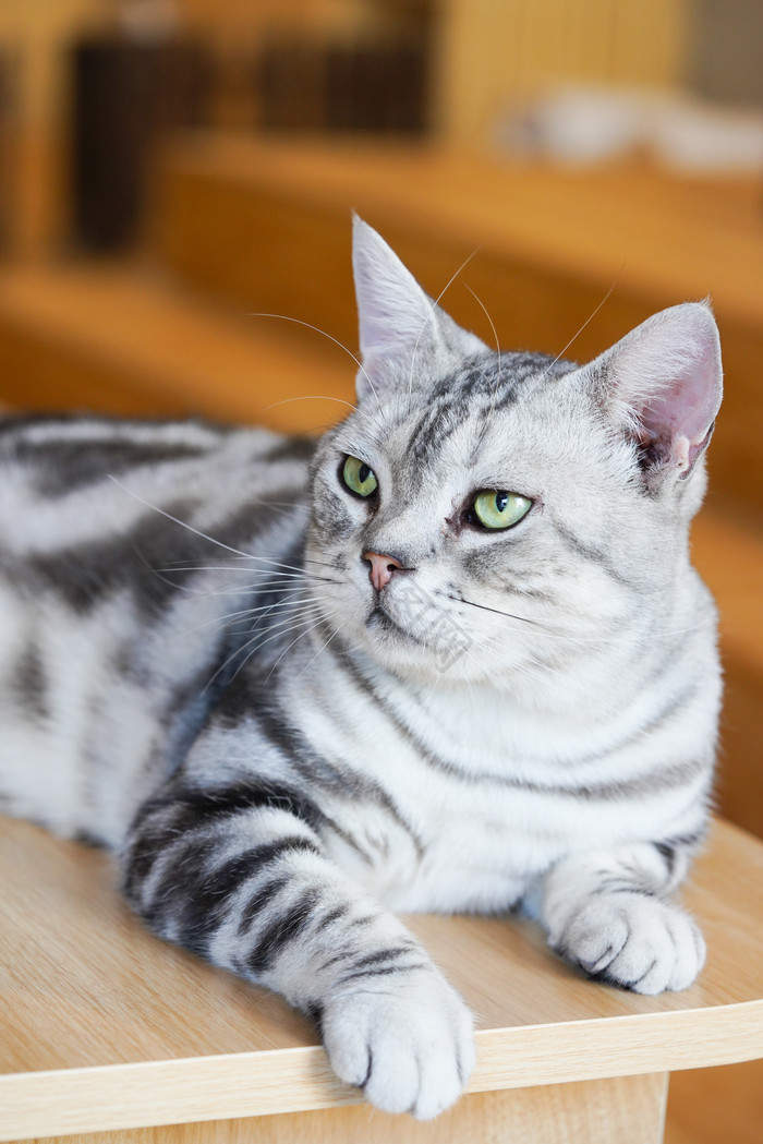 宠物猫咪花猫趴着猫咖美短美国短毛猫