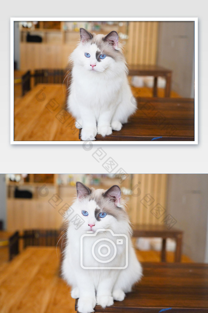 宠物猫咪白猫猫咖图片图片
