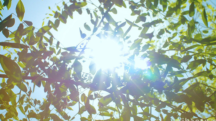 自然清新阳光光斑绿叶风景夏天4K实拍