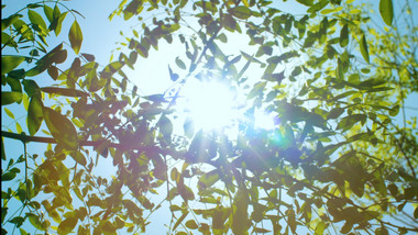 自然清新阳光光斑绿叶风景夏天4K实拍