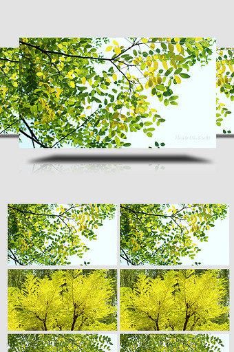 自然清新阳光绿叶黄叶温暖治愈实拍4K图片