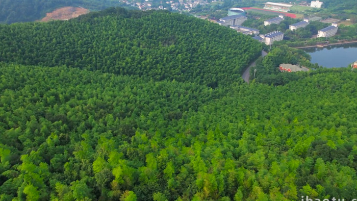 自然风景竹海森林大片竹子4K航拍