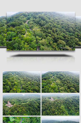 自然风景森林公园森林风景树木4K航拍图片