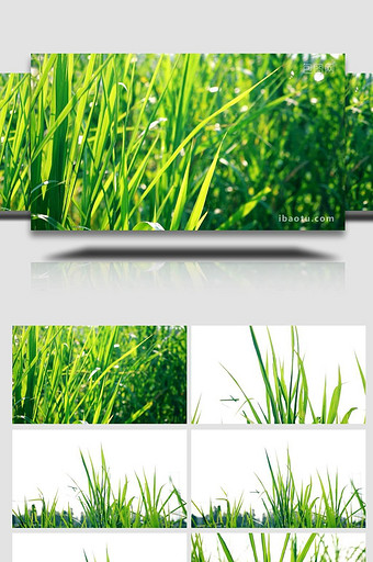 治愈温暖实拍夏天透光的小草自然植物实拍视图片