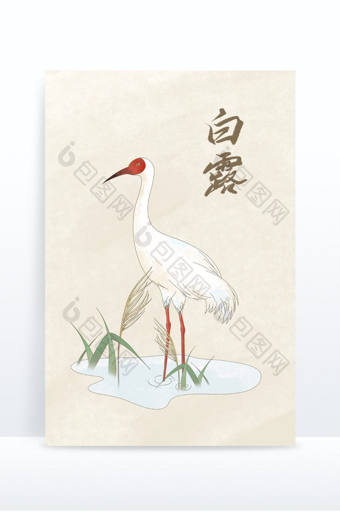 白露节气白鹤芦苇国风图片图片