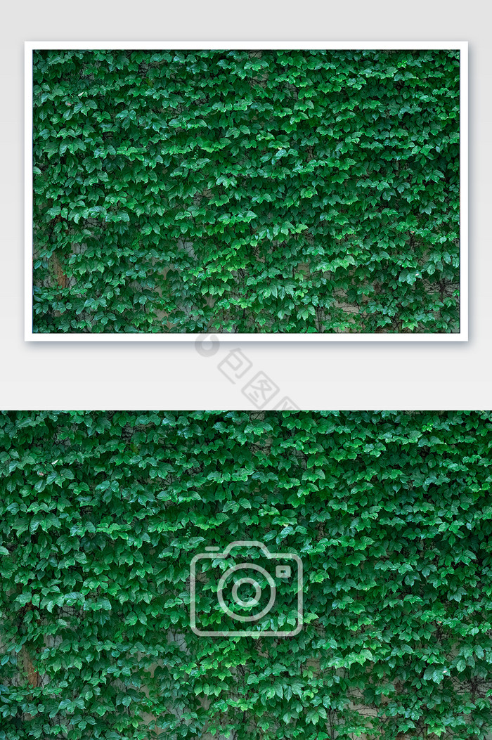 满墙的藤茎叶背景图片图片