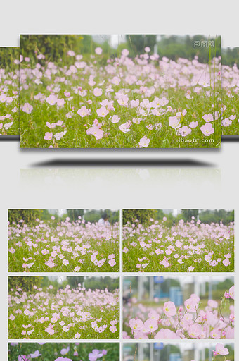 自然写意小清新粉色波斯菊花4K图片