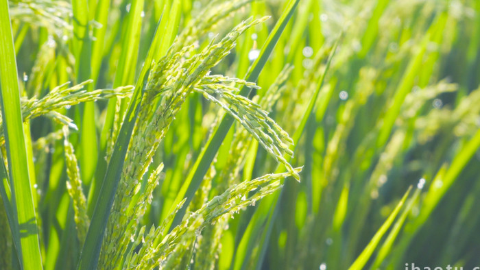 阳光下稻田风景自然写意4K实拍