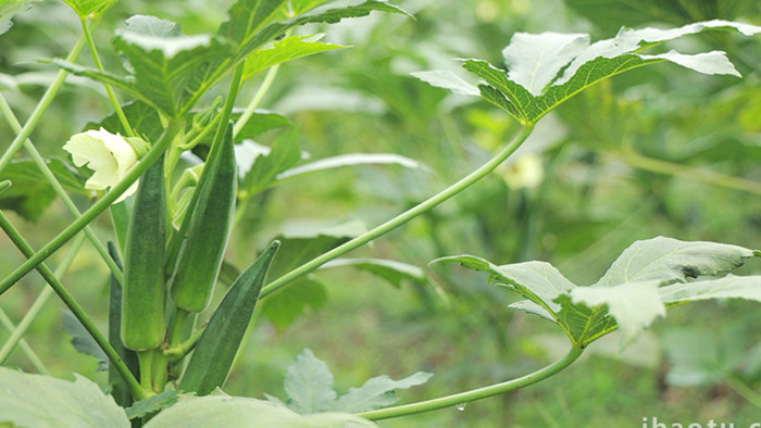 植物农作物秋葵食物蔬菜4K实拍