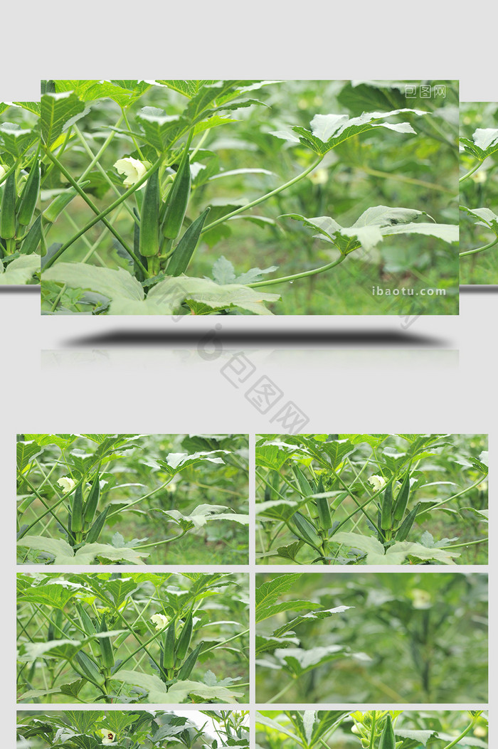 植物农作物秋葵食物蔬菜4K实拍