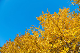 秋天的金黄银杏林和落叶
