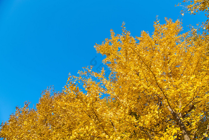 秋天的金黄银杏林和落叶图片