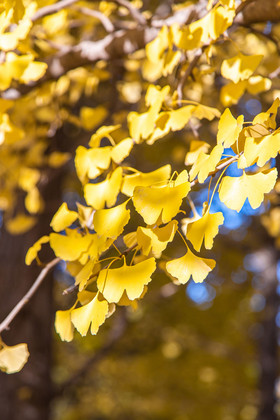 秋天金黄银杏林和落叶
