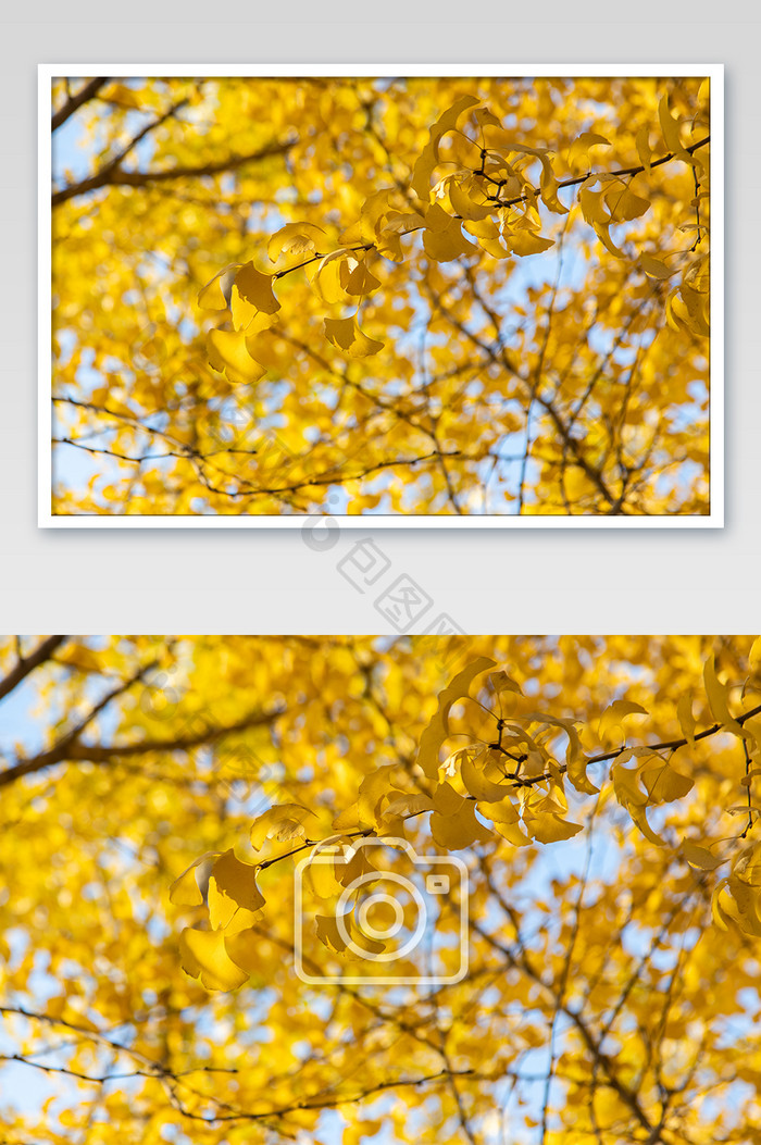 秋天金黄的银杏落叶摄影图片